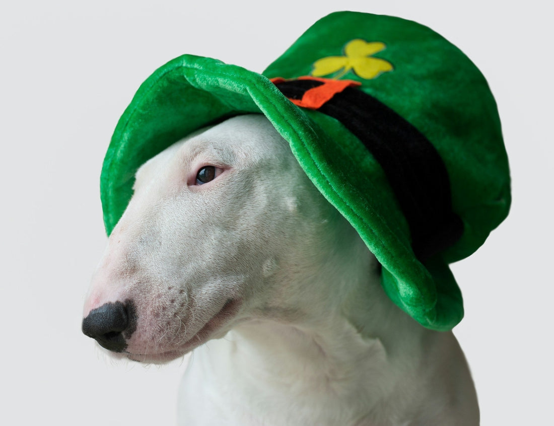 Ultimate St. Patrick’s Day Party Ideas: Unforgettable Celebrations for All!